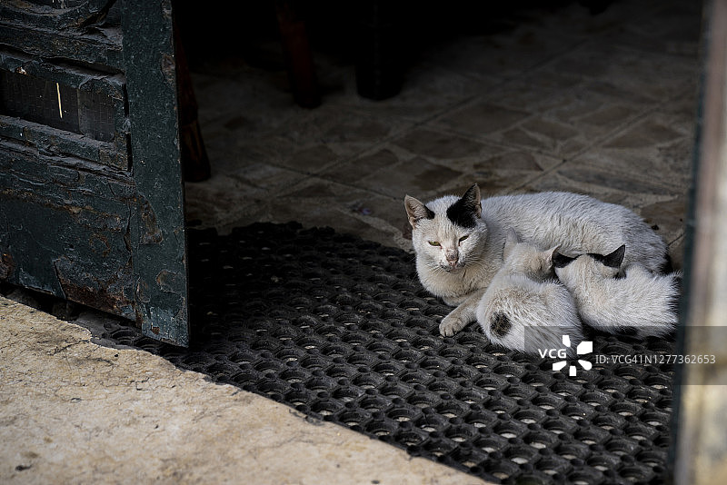 一只母猫在门口哺乳她的两只小猫图片素材