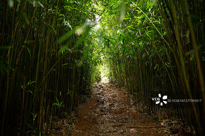 茂宜岛绿色竹林中的拱形泥泞小路图片素材