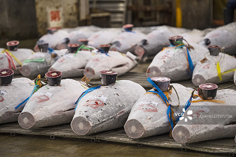 日本鱼市场拍卖的冰冻金枪鱼图片素材