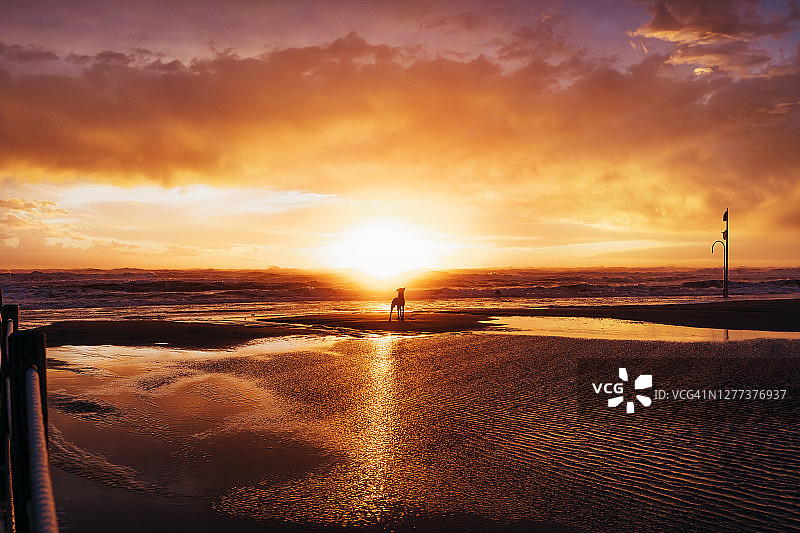 日落时在海滩上玩耍的可爱幼犬图片素材