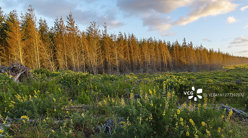 新西兰卡维亚的金色树木图片素材