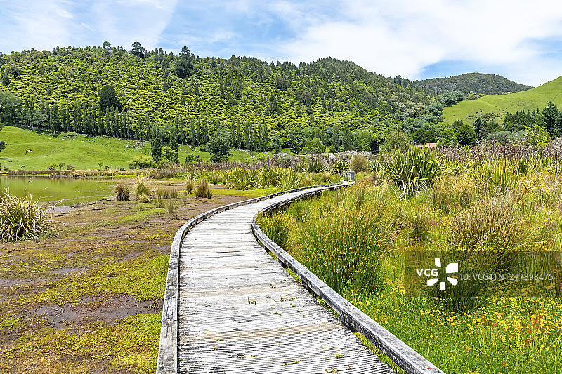 通往新西兰地热池的步行道图片素材