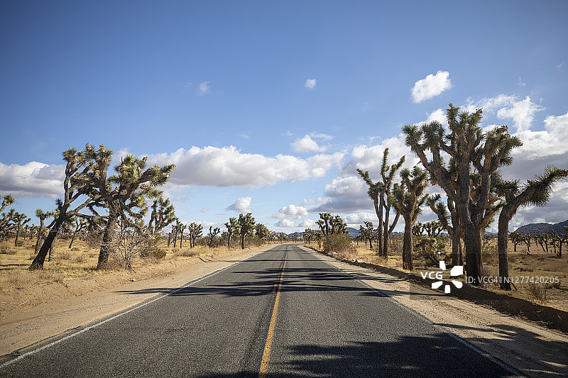 约书亚树国家公园的荒凉道路图片素材