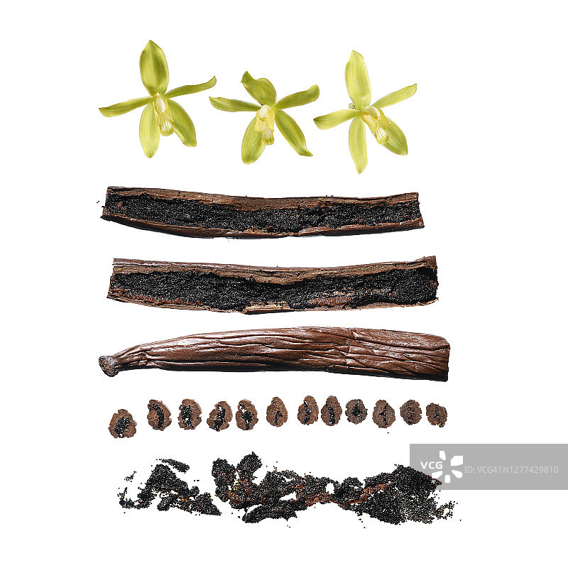 不同状态的香草豆图片素材