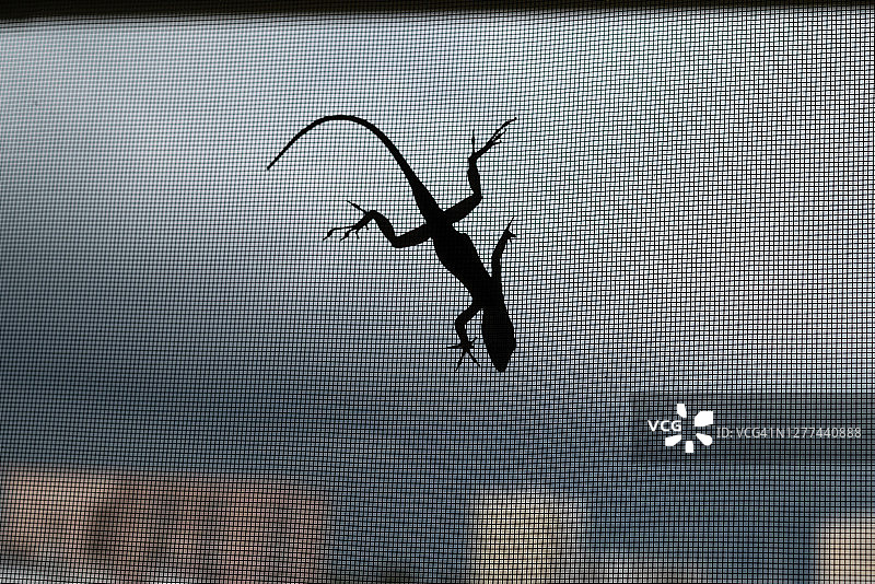 暴风雨天空背景下的屏幕上的变色蜥蜴图片素材
