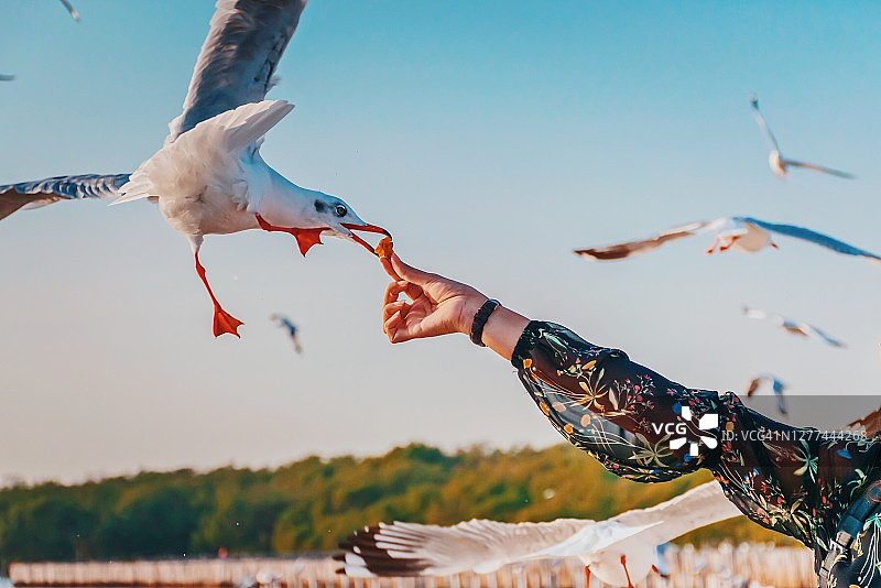 日落时海鸥从手中觅食特写图片素材