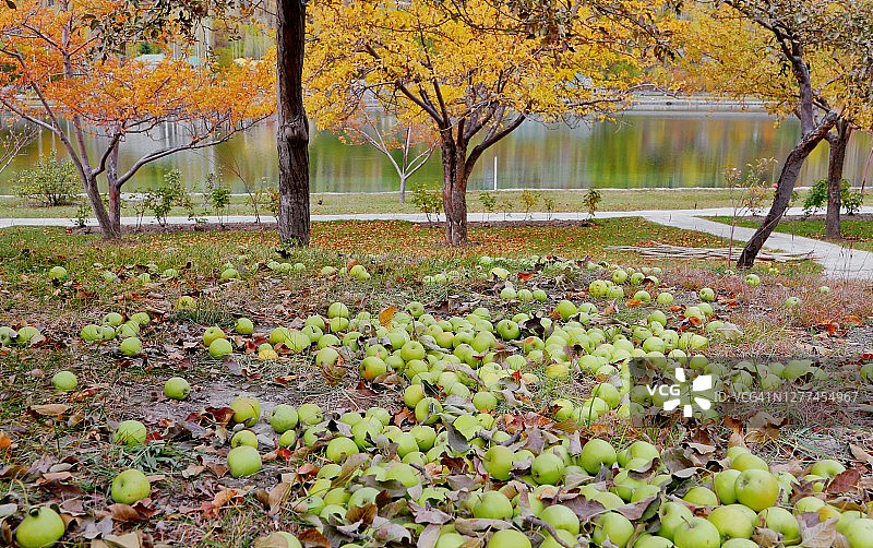 秋季或冬季前采摘的最后一批苹果图片素材