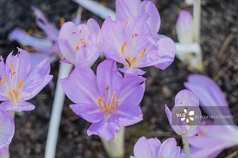 自然中的新鲜秋季番红花图片素材