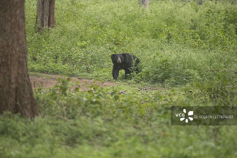 树懒熊图片素材