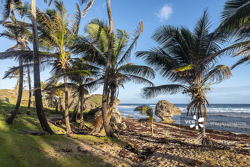 巴巴多斯岛巴特谢巴海滩图片素材