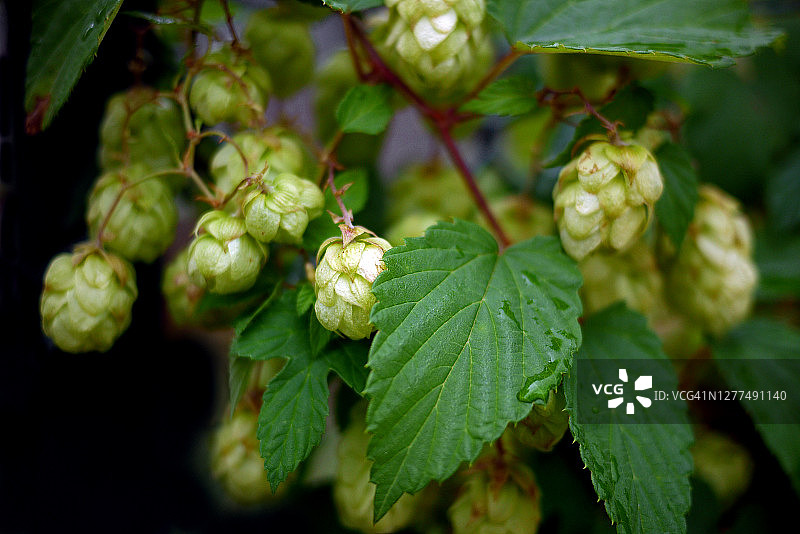 蛇麻草开花植物图片素材
