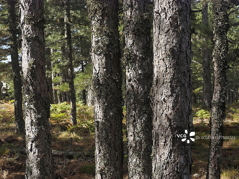 巴韦拉山口附近的落叶松树干，科西嘉岛图片素材