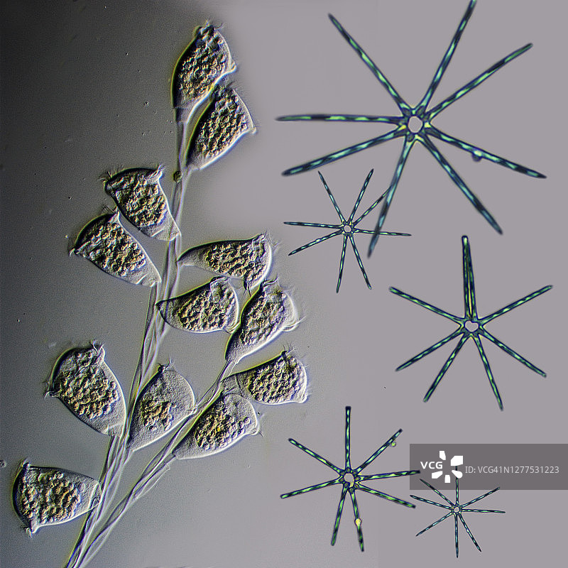 钟虫原生动物和硅藻图片素材