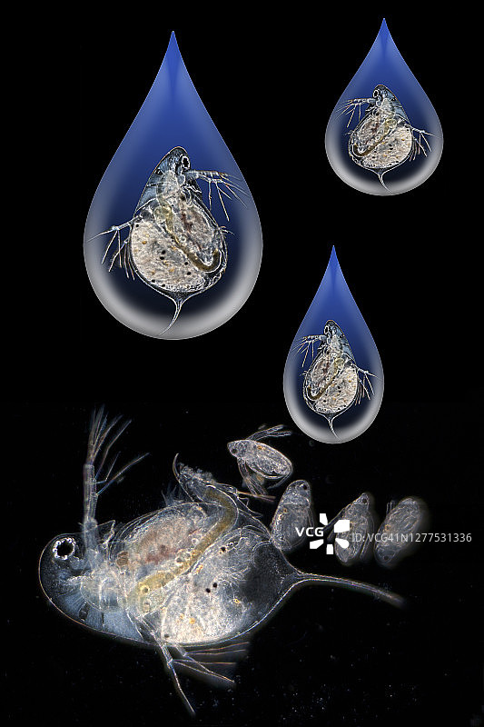 水蚤孤雌生殖图片素材