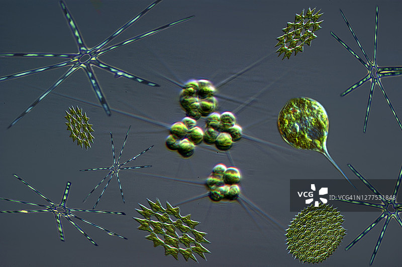 浮游植物构成图片素材