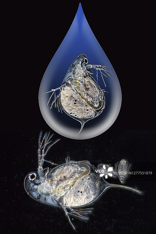 水蚤孤雌生殖图片素材