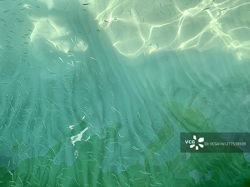 清澈水中的小鱼图片素材