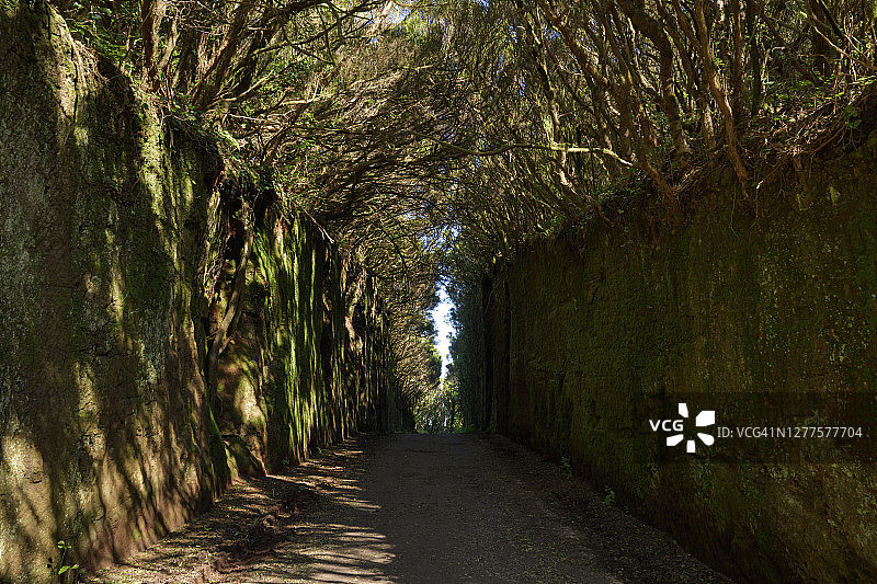 通往Pico del Ingles的狭窄道路，位于西班牙特内里费岛阿纳加山区图片素材