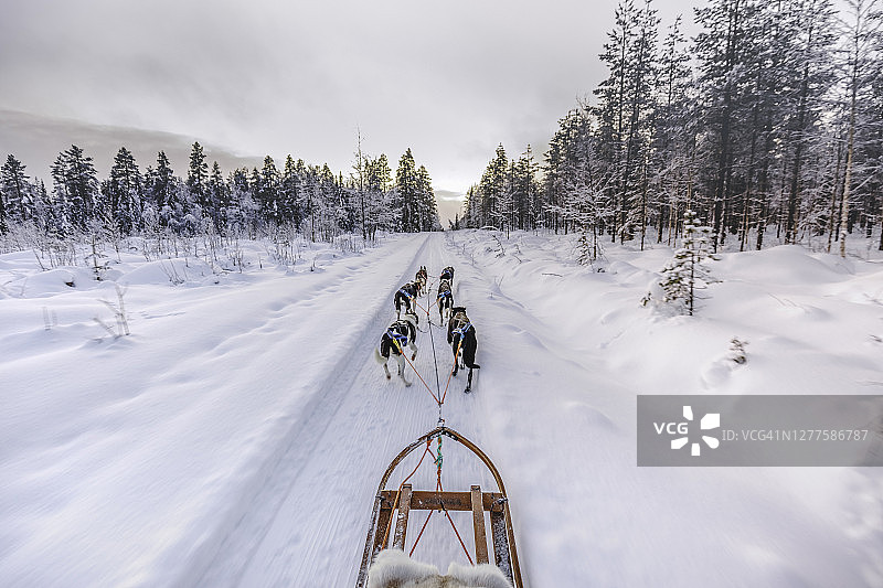 在芬兰拉普兰哈士奇犬雪橇图片素材