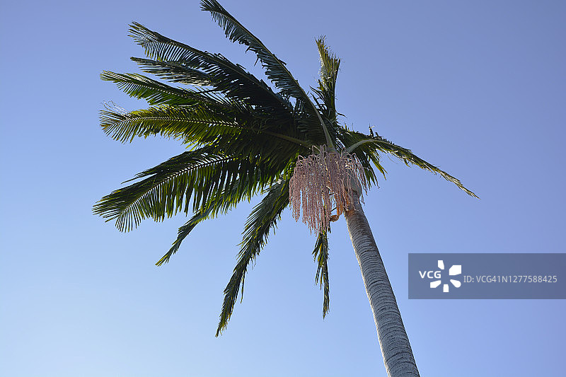 风中的加州蒲葵图片素材