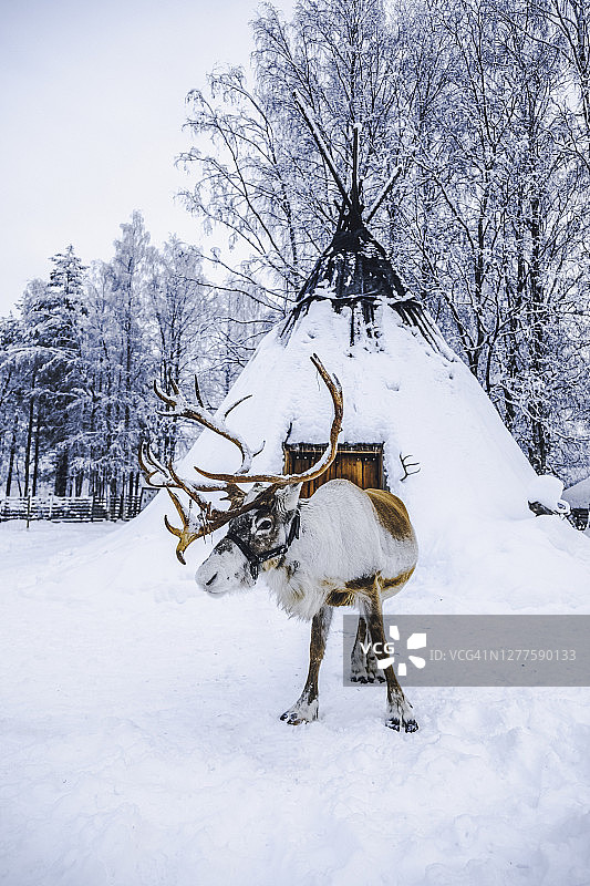 驯鹿站在芬兰拉普兰的雪地避难所前图片素材