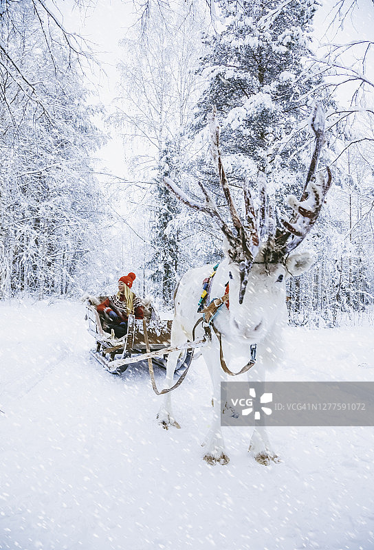 年轻女子在芬兰拉普兰体验雪地驯鹿雪橇之旅图片素材