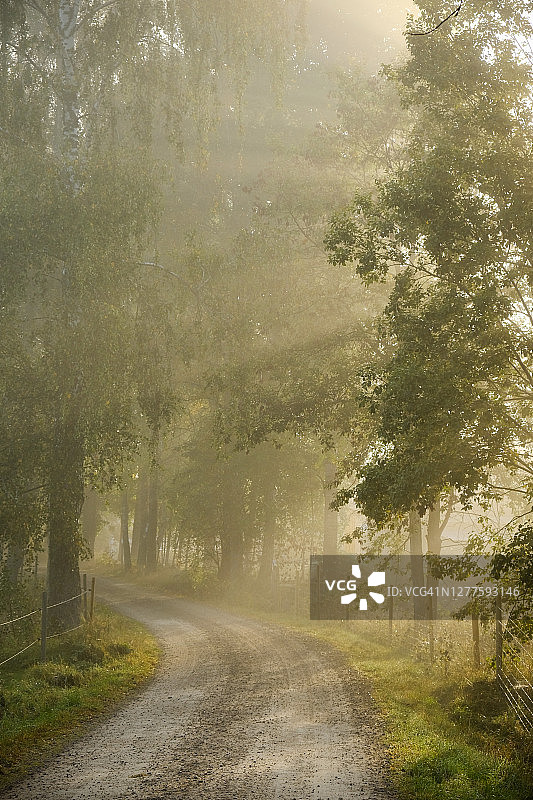 秋日雾中穿过森林和牧场的狭窄林间小路图片素材