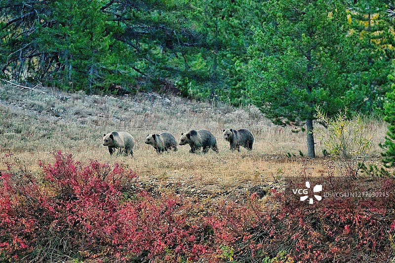 大提顿国家公园的四胞胎小熊图片素材