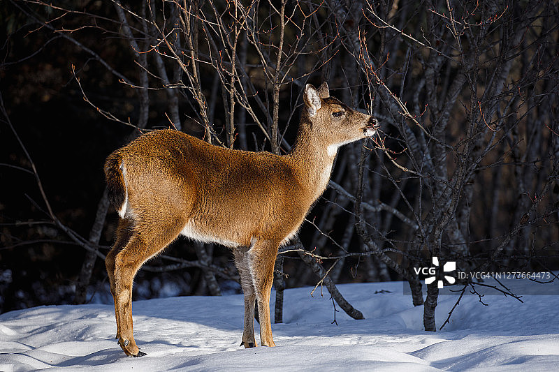 锡特卡黑尾鹿图片素材