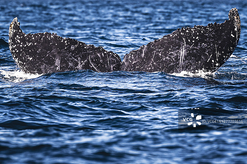 座头鲸图片素材