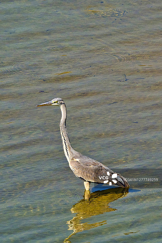 尼泊尔皇家巴迪亚国家公园的苍鹭图片素材