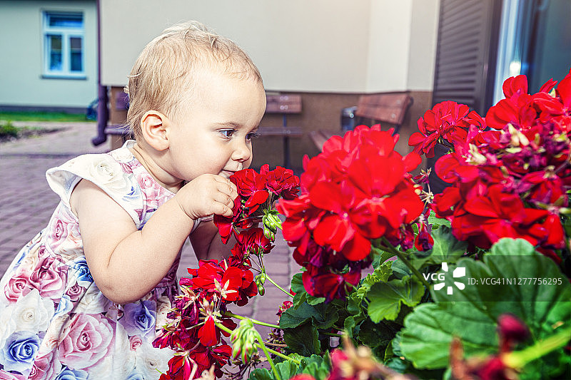 女孩在闻红色天竺葵图片素材