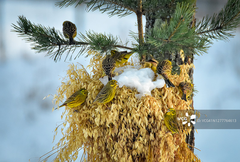 冬季户外传统燕麦捆中的黄雀图片素材