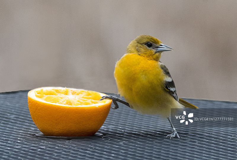带有橙色的巴尔的摩金莺（雌性）图片素材