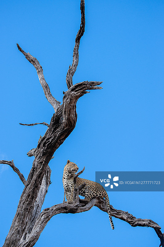 蓝天豹图片素材