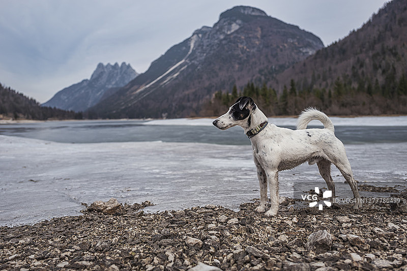 Predil湖岸边的狗图片素材