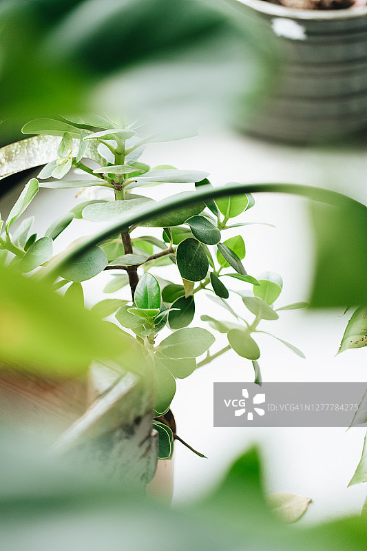 青铜花盆里的红木树植物地板特写图片素材