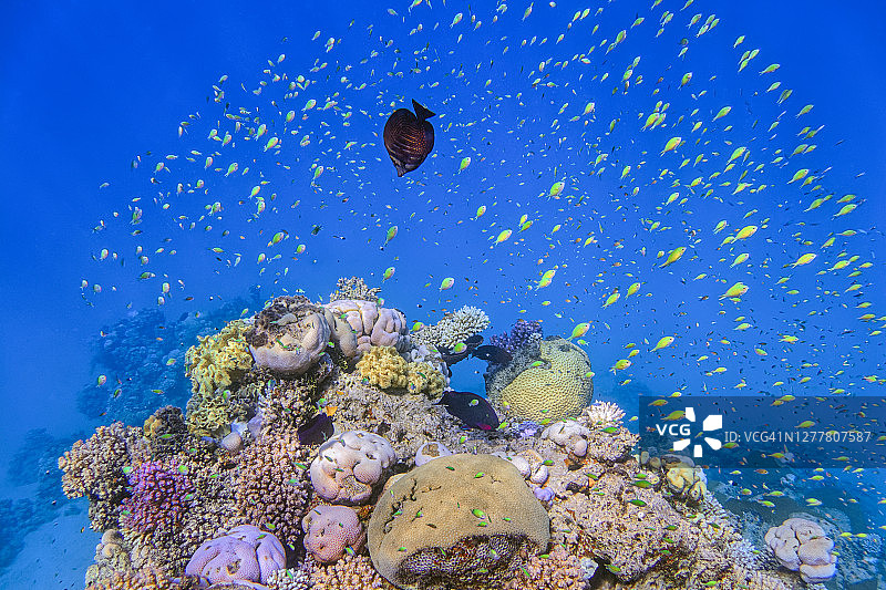 红海美丽珊瑚礁上的海洋生物，有许多小热带鱼绿光鳃鱼，地点：埃及马尔萨阿拉姆拉哈米湾图片素材