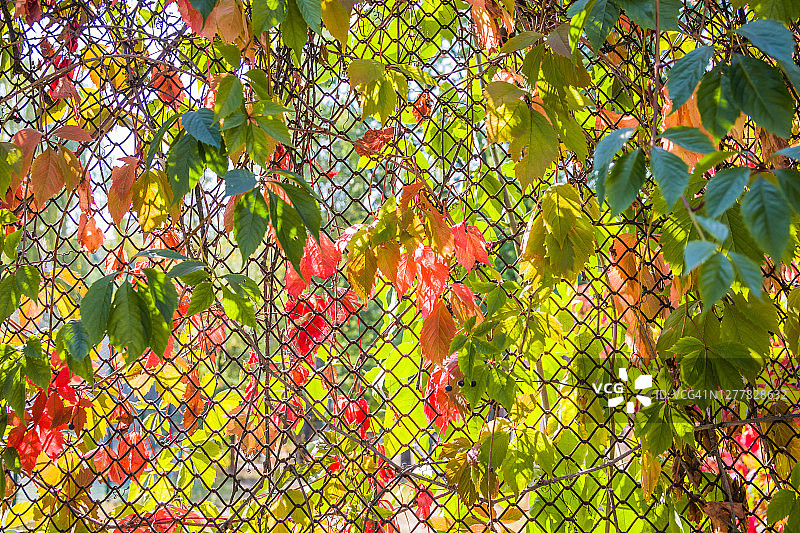 爬满秋叶的栅栏：野生葡萄和常春藤图片素材