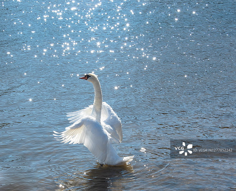湖边的白色天鹅拍打翅膀图片素材