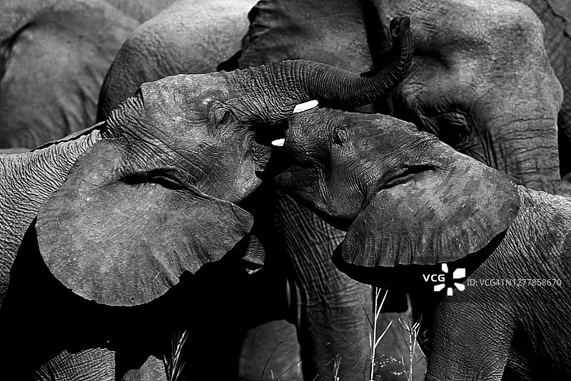 两只非洲象亲吻特写图片素材