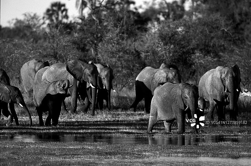非洲象群在湖中饮水和觅食的场景图片素材