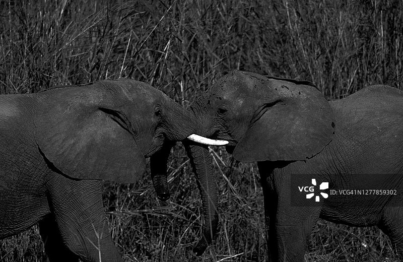 非洲象特写：象鼻互触图片素材