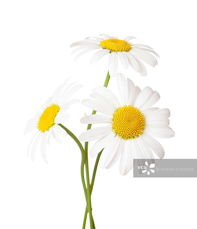 白色背景上的三朵春黄菊花图片素材