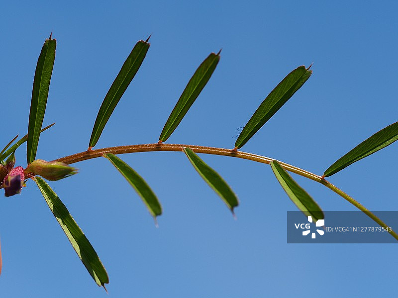 狭叶野豌豆图片素材