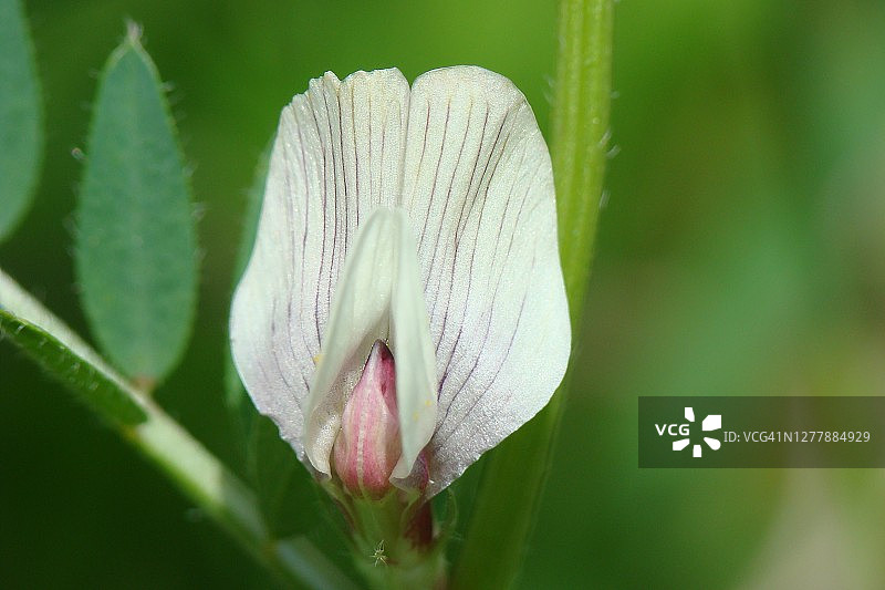黄色野豌豆图片素材