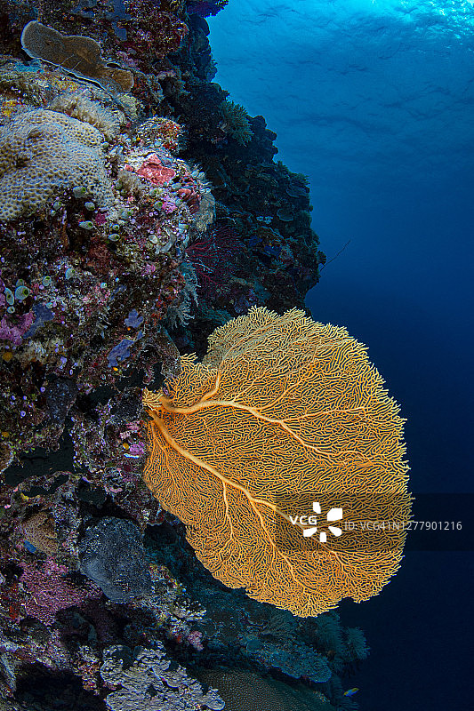 柳珊瑚图片素材