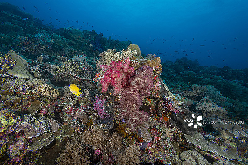 帕劳，密克罗尼西亚的软珊瑚图片素材