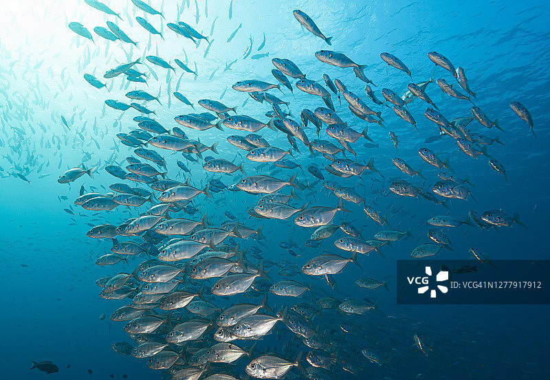 海洋生物：密克罗尼西亚帕劳图片素材