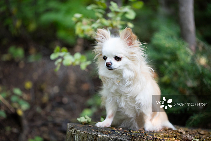 长毛吉娃娃图片素材